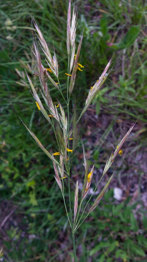 Poaceae - Bromopsis erecta  (+Festuca arundinacea)